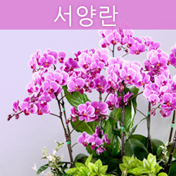 ������ ī�װ��� #4