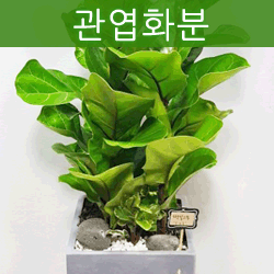 ������ ī�װ��� #1