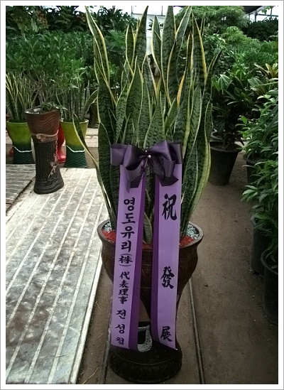 꼼
