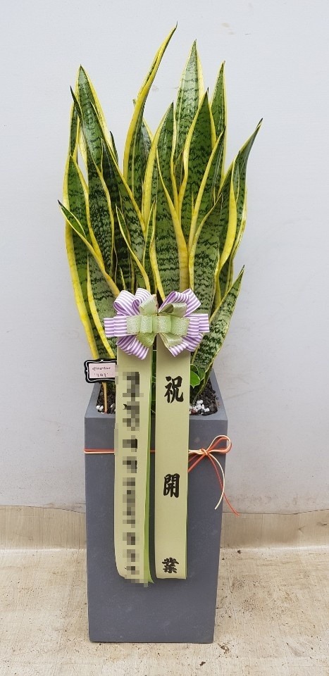 꼼 